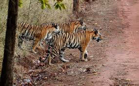 Two Tiger Cubs Found in Alwar, Rajasthan