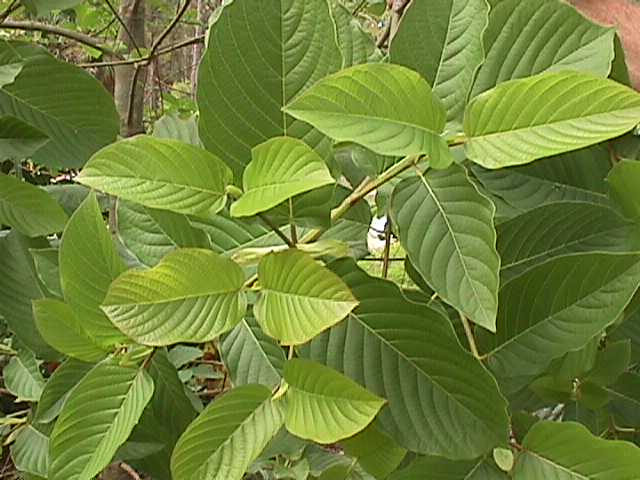 Significant Impact of Kratom on Different Dosages