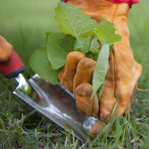 How to Control Unwanted Plants in Your Garden without Spending a Fortune