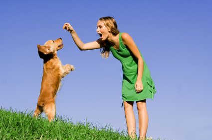 Taking Your Puppy to Dog School for Further Learning