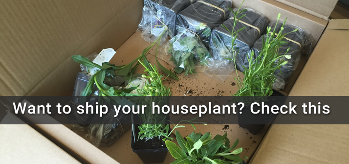 Want to Ship Your Houseplant? Check This