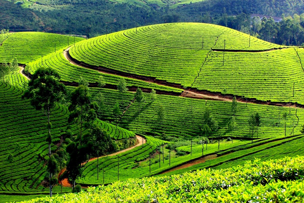 Kerala honeymoon tour package 