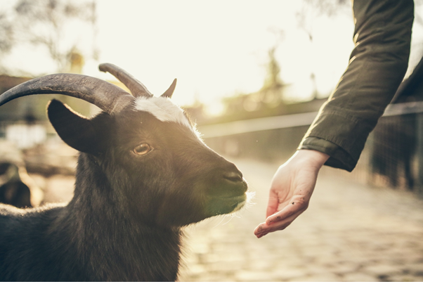 Four Important Things to Consider Before Buying Goats