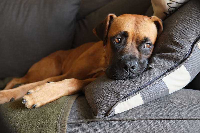 CBD Oil For Dogs