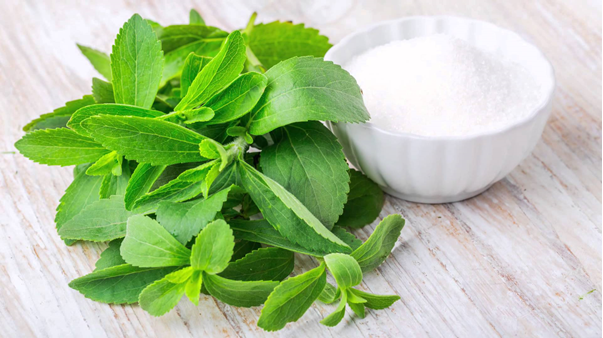 Medical benefits of stevia plant that everyone should know of