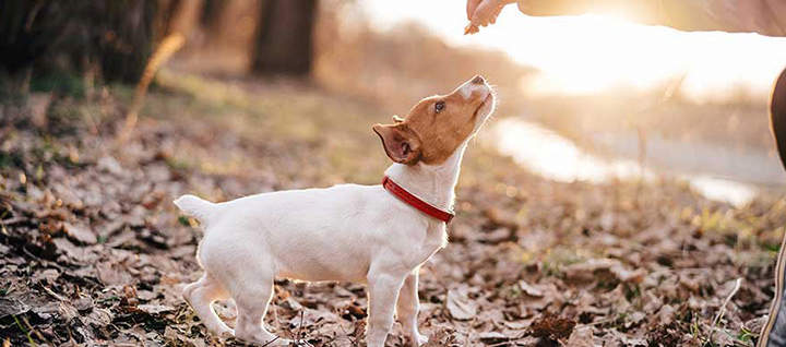 How to Train Your Dog? Top 6 Dog Training Tips