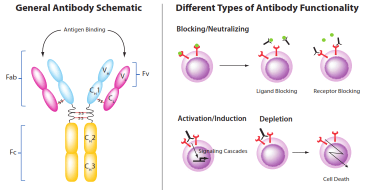 The rise of broadly neutralizing antibodies