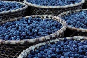 frozen acai