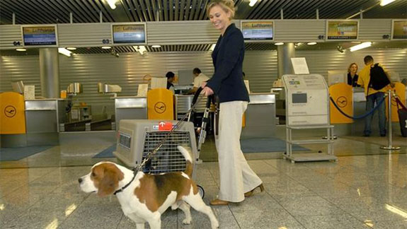 Tips for Planning Your Pet’s Air Travel